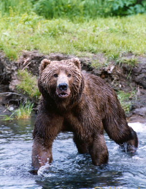 kodiak bear