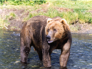 brown bear