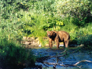 kodiak brown bear
