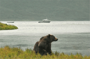 Brown Bear Viewing